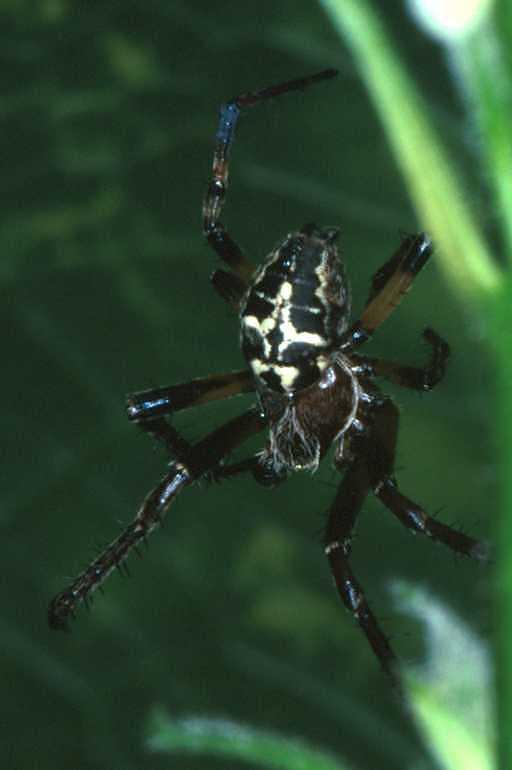Larinioides_cornutus_RP0006_Z_80_Heiloo_Nederland.jpg