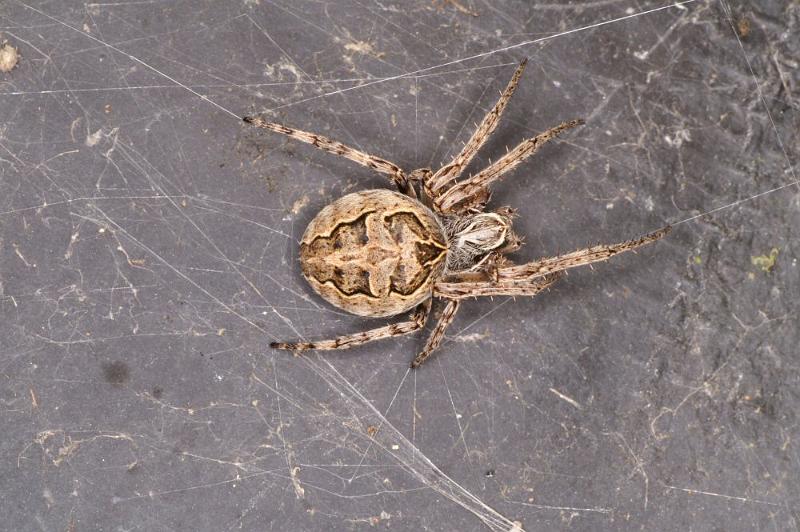 Larinioides_sclopetarius_D4286_Z_89_Waterleidingduinen_Nederland.jpg