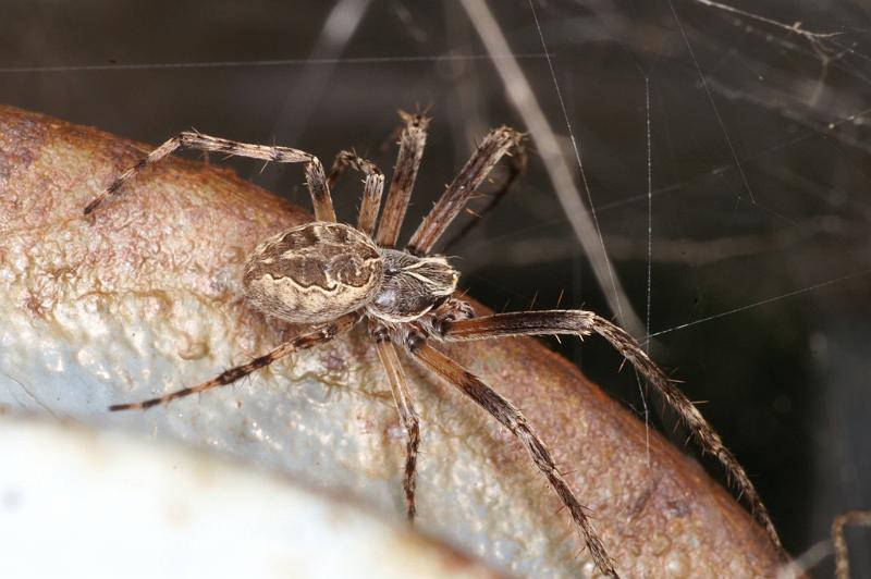 Larinioides_sclopetarius_D4588_Z_89_Waterleidingduinen_Nederland.jpg