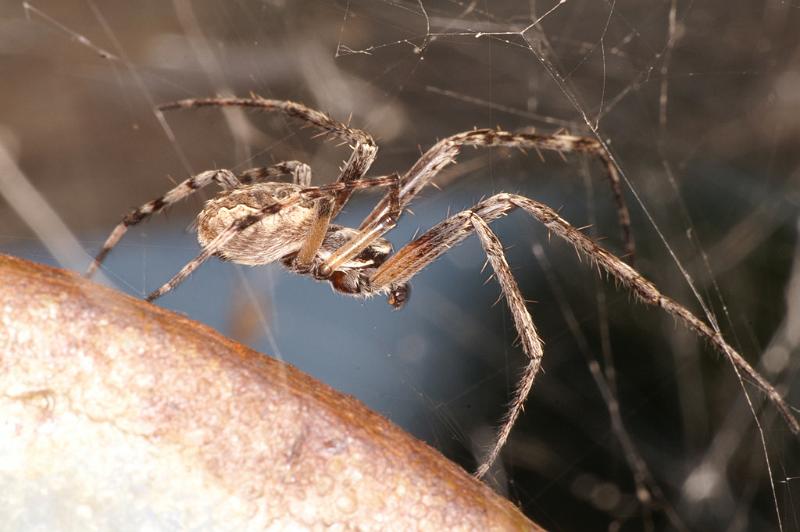 Larinioides_sclopetarius_D4589_Z_89_Waterleidingduinen_Nederland.jpg
