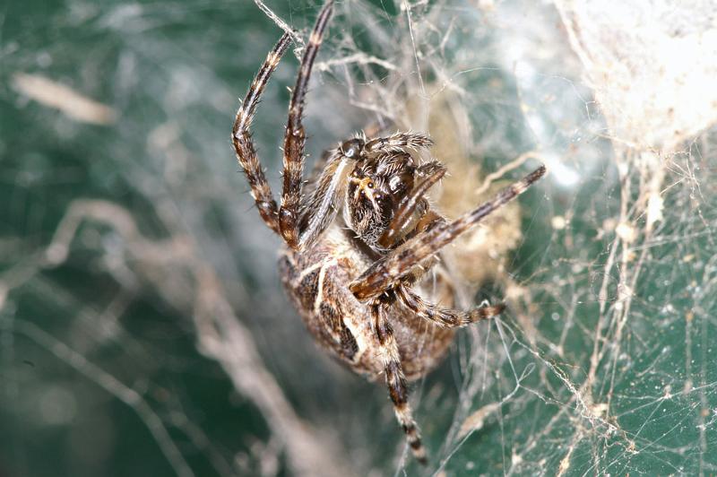 Larinioides_sclopetarius_D4729_Z_88_Waterleidingduinen_Nederland.jpg
