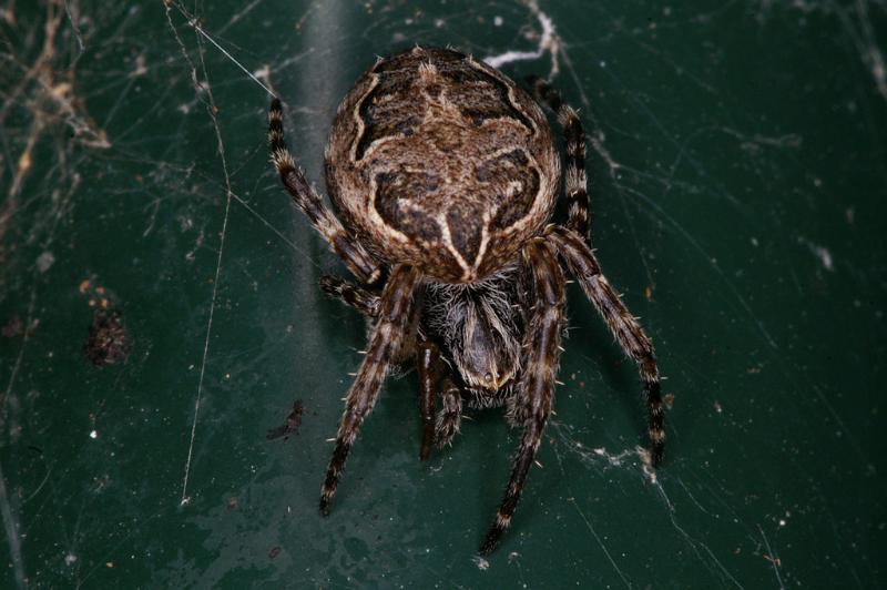 Larinioides_sclopetarius_D4731_Z_88_Waterleidingduinen_Nederland.jpg