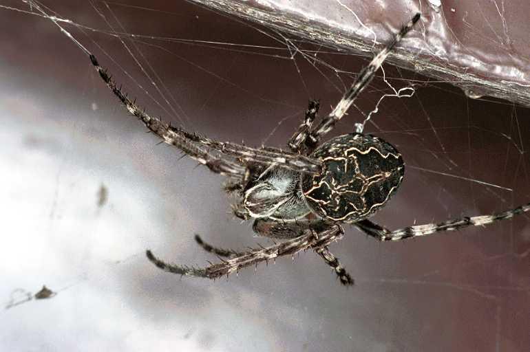 Larinioides_sclopetarius_F0080_Z_90_Waterleidingduinen_Nederland.jpg