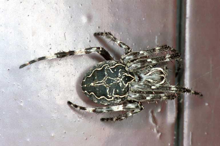 Larinioides_sclopetarius_F0081_Z_90_Waterleidingduinen_Nederland.jpg