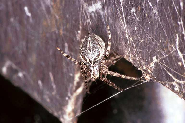 Larinioides_sclopetarius_F1476_Z_82_Waterleidingduinen_Nederland.jpg