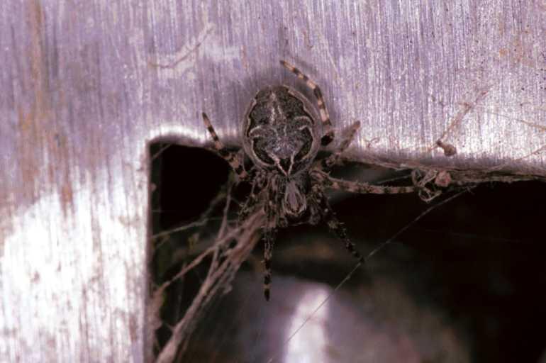 Larinioides_sclopetarius_F1477_Z_78_Waterleidingduinen_Nederland.jpg