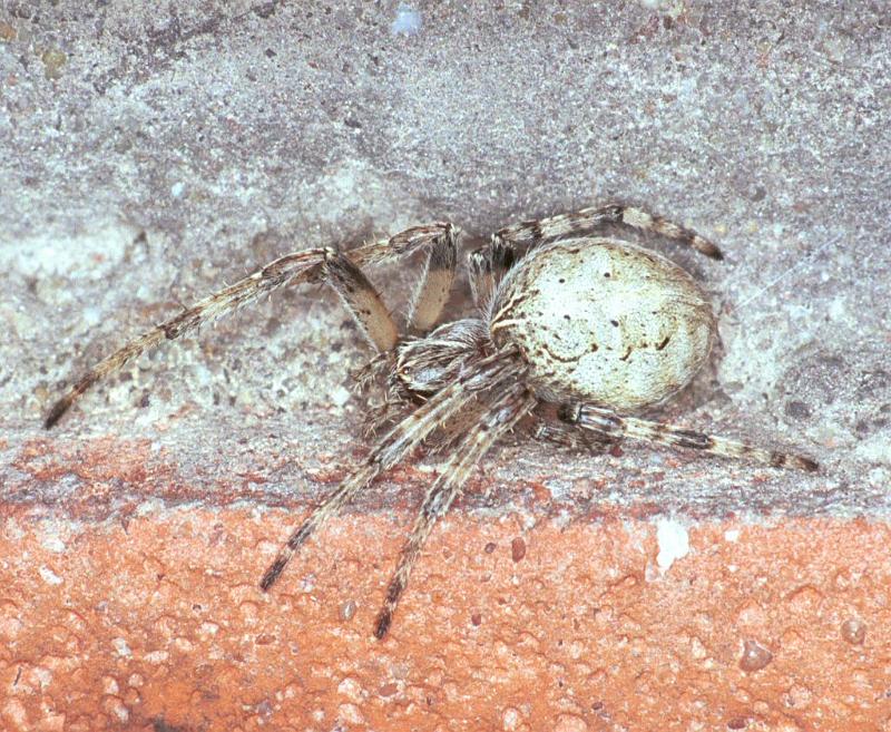 Larinioides_sclopetarius_F2224_Z_78_Badhoevedorp_Nederland.jpg