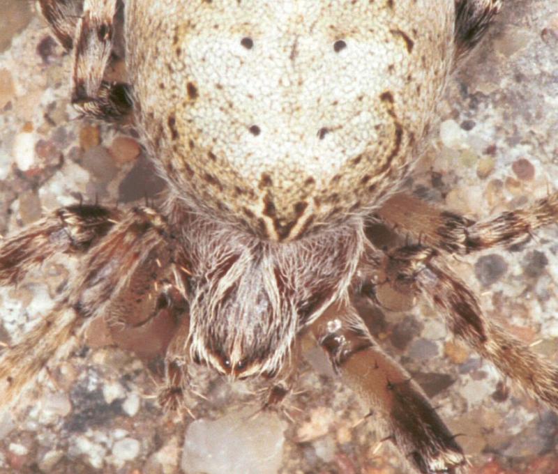 Larinioides_sclopetarius_F2227_Z_84_Badhoevedorp_Nederland.jpg