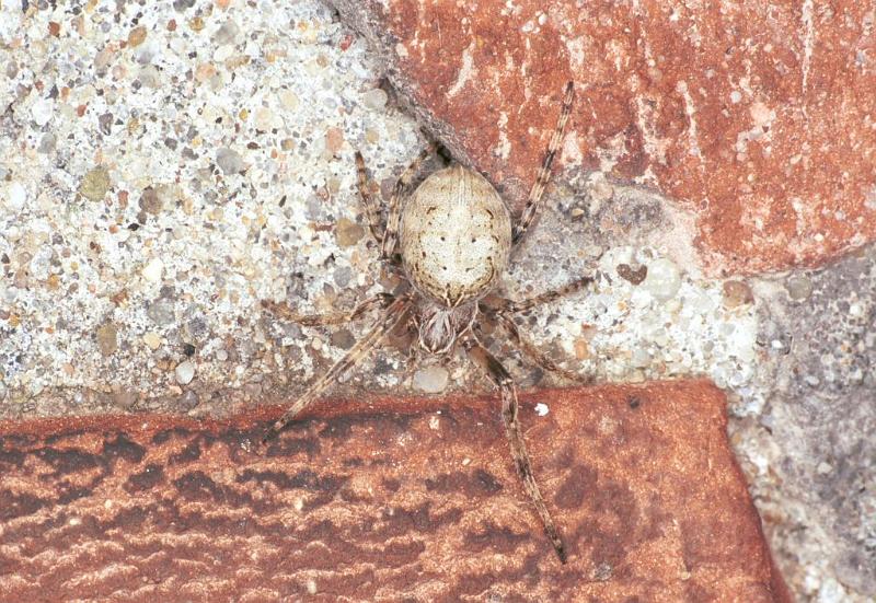 Larinioides_sclopetarius_F2228_Z_87_Badhoevedorp_Nederland.jpg