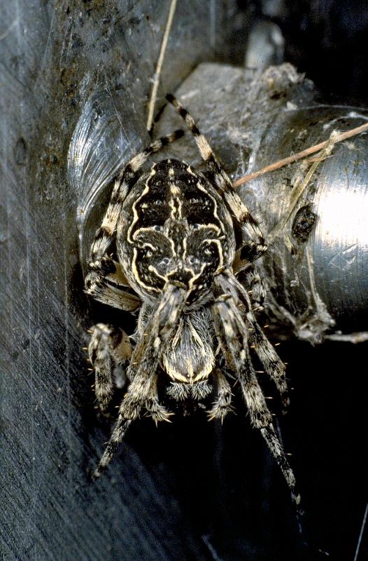 Larinioides_sclopetarius_P0220_Z_85_Waterleidingduinen_Nederland.jpg