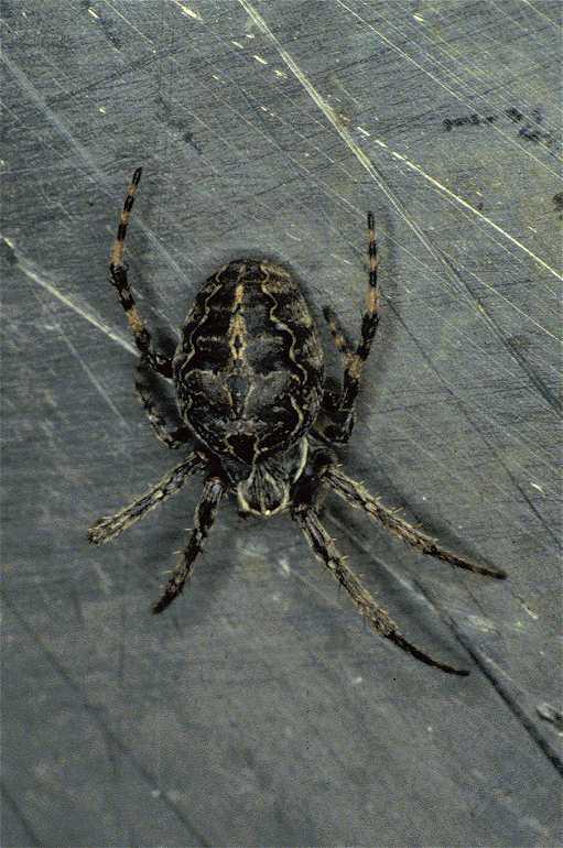 Larinioides_sclopetarius_P0221_Z_80_Waterleidingduinen_Nederland.jpg