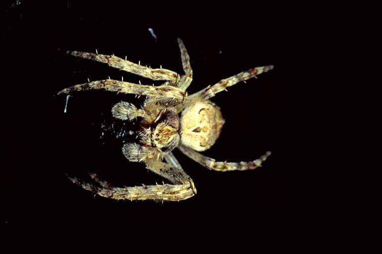 Larinioides_sclopetarius_P0356_O_80_Waterleidingduinen_Nederland.jpg