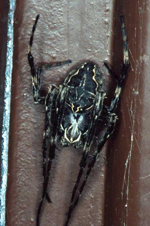 Larinioides_sclopetarius_RP0031_Z_90_Waterleidingduinen_Nederland.jpg