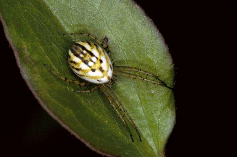 Mangora_acalypha_P0687_Z_75_Soube_Frankrijk.jpg