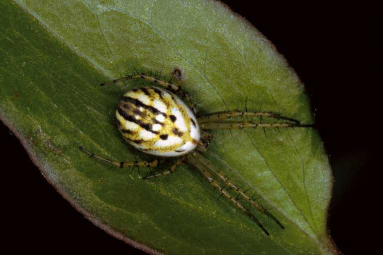 Mangora_acalypha_P0688_Z_90_Soube_Frankrijk.jpg
