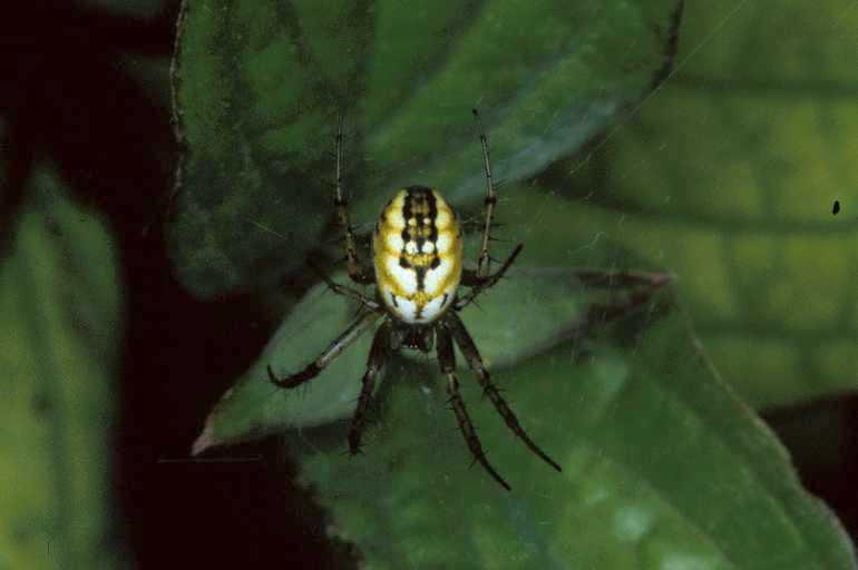 Mangora_acalypha_P0690_Z_75_-_Frankrijk.jpg