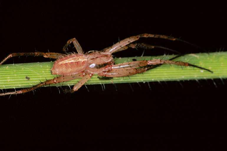Neoscona_ZZ088_F0683_Z_75_Giru_Australie.jpg