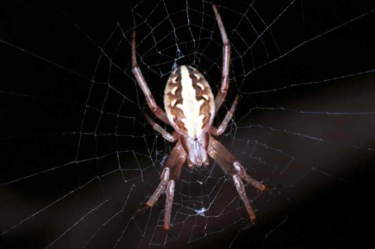 Neoscona_ZZ090_RF0282_Z_75_Giru_Australie.jpg