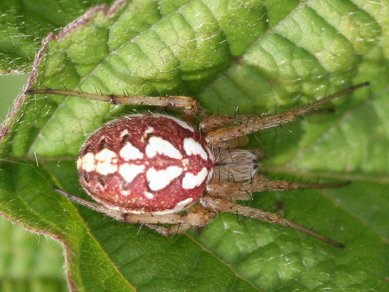 Neoscona_adianta_D3948_Z_85_-_Nederland.jpg