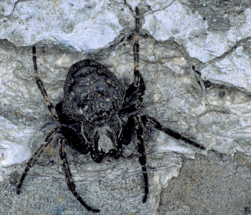 Nuctenea_umbratica_P0655_Z_85_-_Frankrijk.jpg