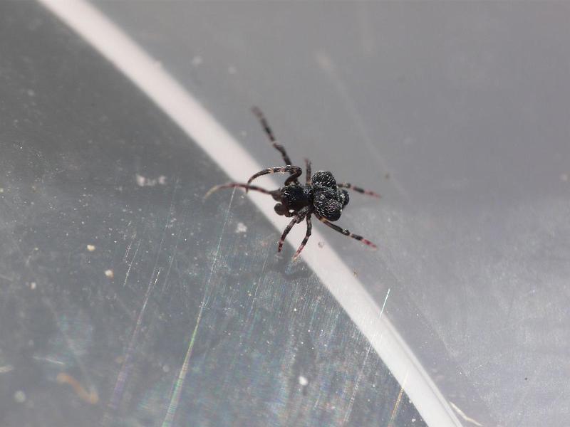 Paraplectanoides_crassipes_D6846_Z_87_Brisbane_Australie.jpg