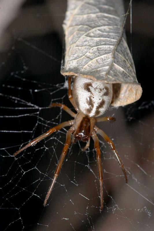 Phonognatha_graeffei_D2737_Z_86_-_Australie.jpg
