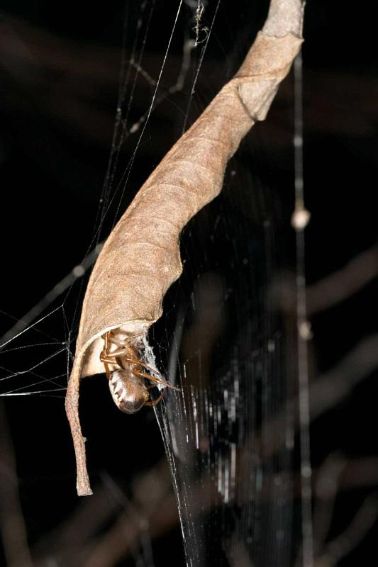 Phonognatha_graeffei_D2738_Z_80_-_Australie.jpg