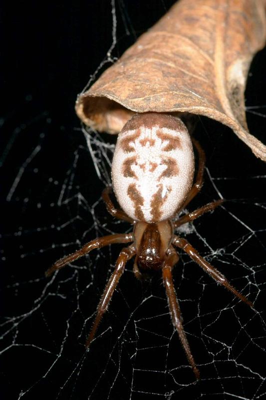 Phonognatha_graeffei_D2743_Z_80_-_Australie.jpg