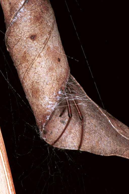 Phonognatha_graeffei_F0517_Z_85_Brisbane-Oakey_Australie.jpg