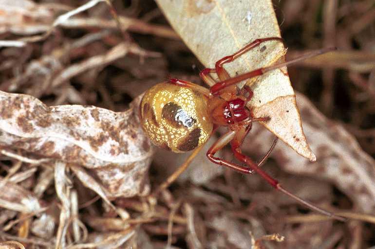 Phonognatha_graeffei_F0556_Z_80_Carnavon_Australie.jpg