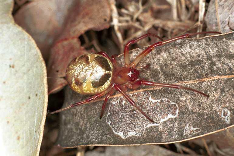 Phonognatha_graeffei_F0557_Z_95_Carnavon_Australie.jpg