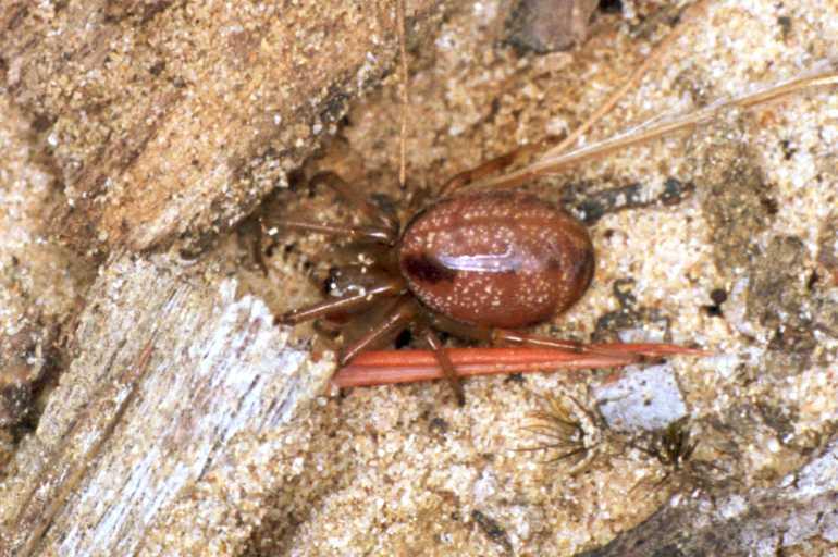 Phonognatha_graeffei_F1615_Z_78_Crampians_Australie.jpg