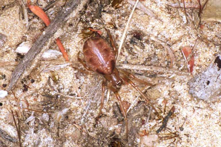 Phonognatha_graeffei_F1616_Z_85_Crampians_Australie.jpg