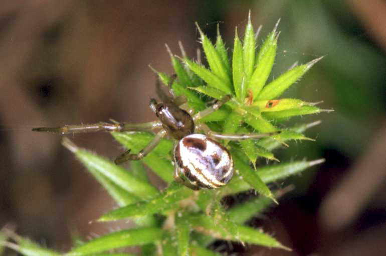 Phonognatha_graeffei_F1619_Z_76_Crampians_Australie.jpg