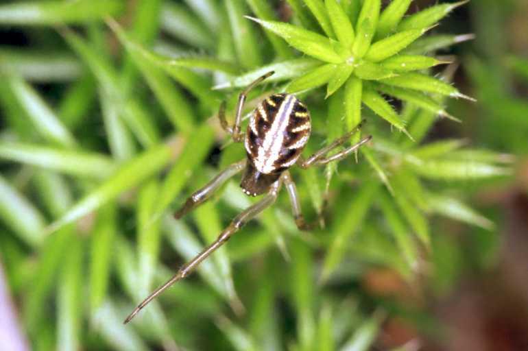 Phonognatha_graeffei_F1620_Z_75_Crampians_Australie.jpg