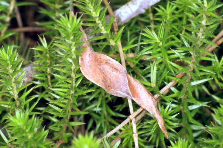 Phonognatha_graeffei_F1622_Z_75_Nelson_Australie.jpg