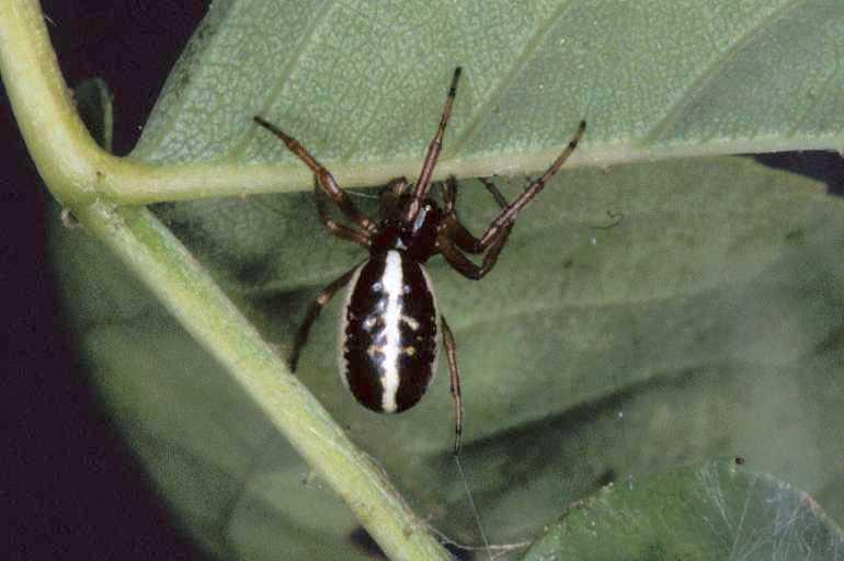 Singa_nitidula_P0865_Z_85_-_Frankrijk.jpg
