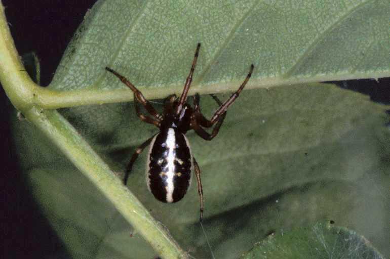 Singa_nitidula_P0866_Z_85_-_Frankrijk.jpg