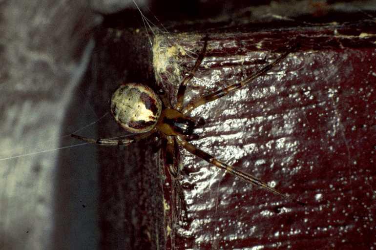 Zygiella_atrica_P0236_Z_90_Waterleidingduinen_Nederland.jpg