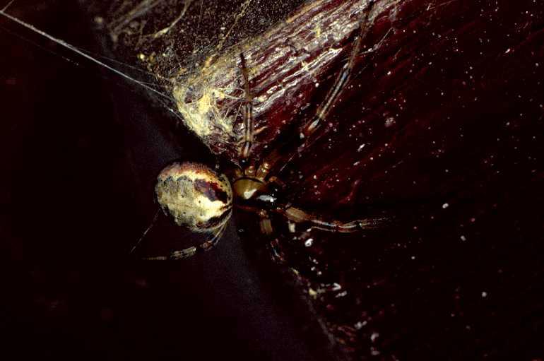 Zygiella_atrica_P0237_Z_75_Waterleidingduinen_Nederland.jpg