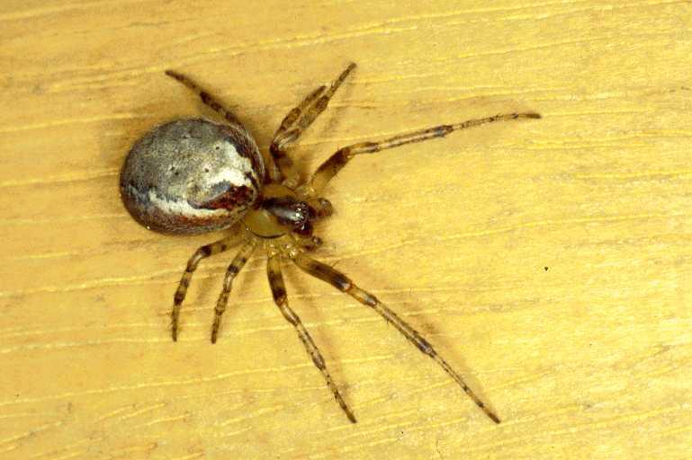 Zygiella_atrica_P0242_Z_92_Waterleidingduinen_Nederland.jpg