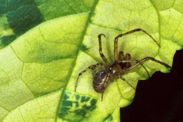 Zygiella_atrica_P0244_Z_80_Waterleidingduinen_Nederland.jpg