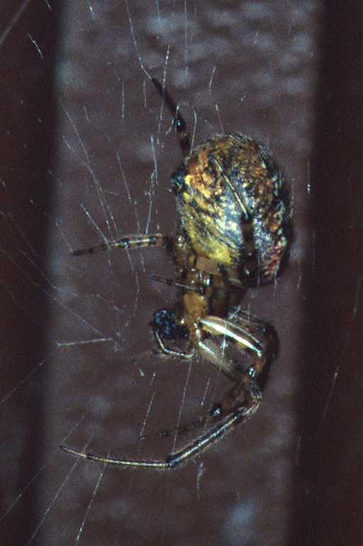 Zygiella_atrica_RP0032_O_90_Waterleidingduinen_Nederland.jpg