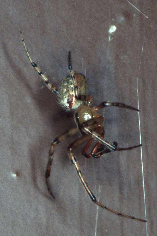 Zygiella_atrica_RP0033_Z_85_Waterleidingduinen_Nederland.jpg
