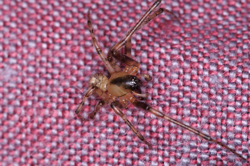 Zygiella_x-notata_D4557_Z_88_Badhoevedorp_Nederland.jpg