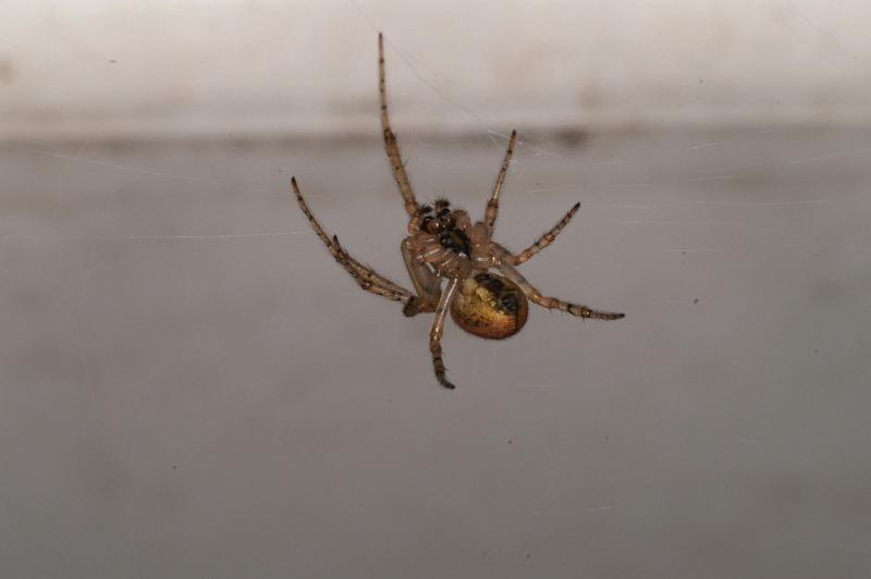Zygiella_x-notata_D4576_Z_85_Utrecht_Nederland.jpg