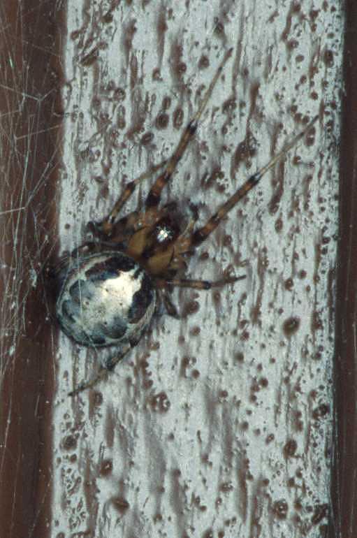 Zygiella_x-notata_RP0029_Z_75_Waterleidingduinen_Nederland.jpg