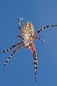 Aculepeira_annulipes_D5895_Z_90_Tenerife_Spanje