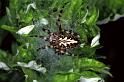 Aculepeira_armida_F1279_Z_78_Laprade_Frankrijk