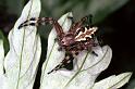 Aculepeira_armida_F1280_Z_83_Laprade_Frankrijk